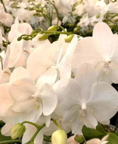 Срезанные цветы оптом Phalaenopsis white lips (per flower) от 25шт из Голландии с доставкой по России