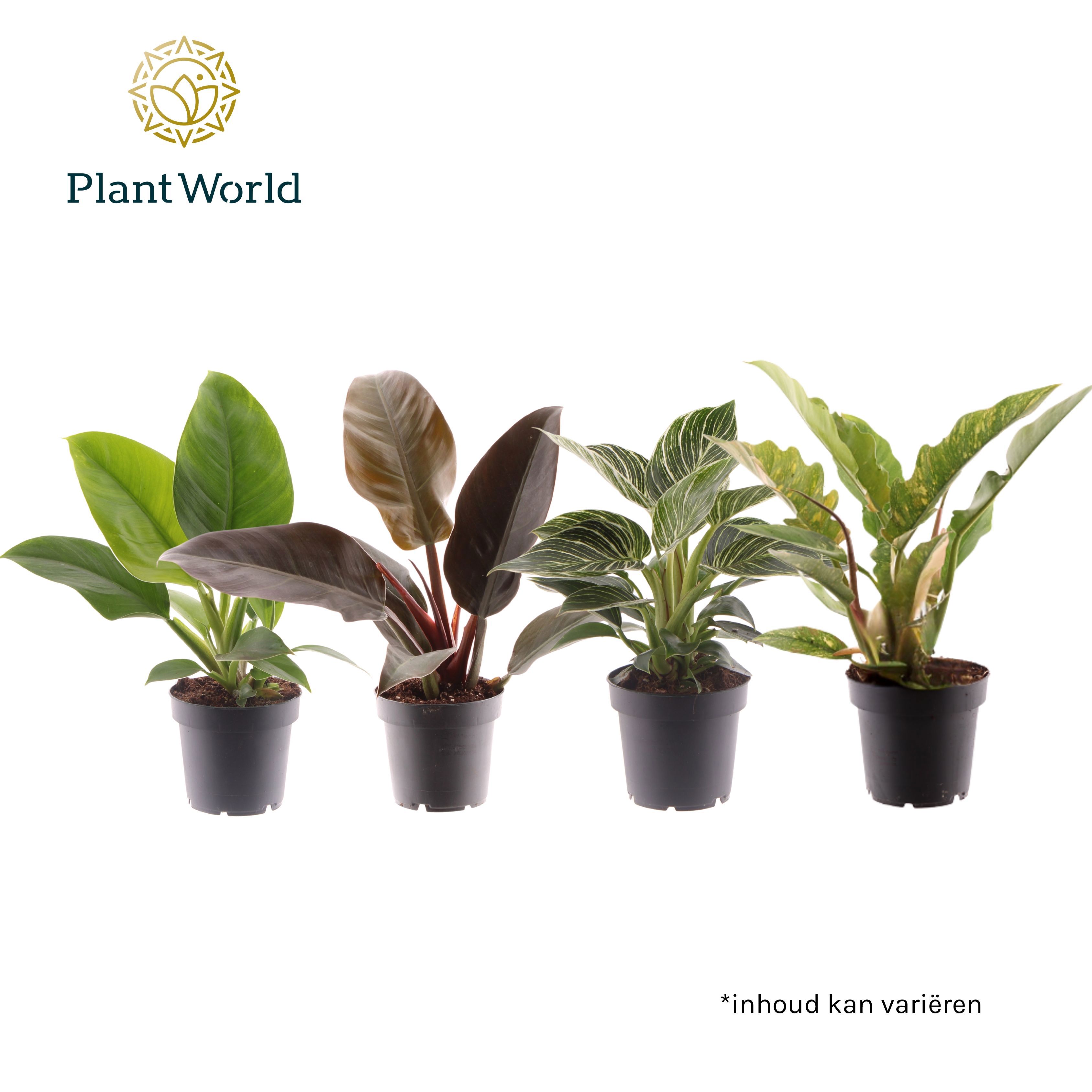 Горшечные цветы и растения оптом Philodendron Mix от 10шт из Голландии с доставкой по России