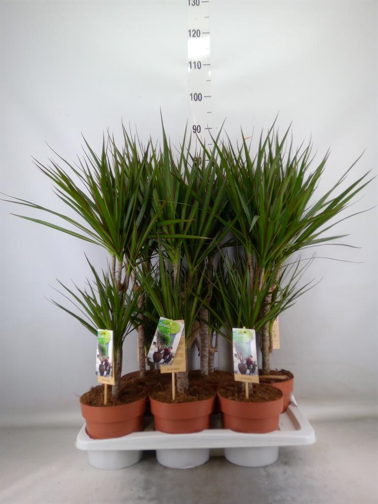 Горшечные цветы и растения оптом Dracaena Marg. от 6шт из Голландии с доставкой по России