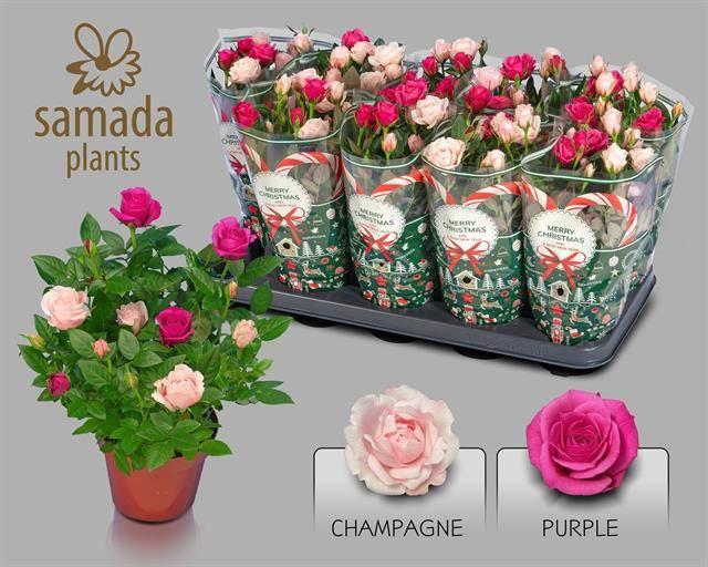 Горшечные цветы и растения оптом Ro Classic Star от 10шт из Голландии с доставкой по России