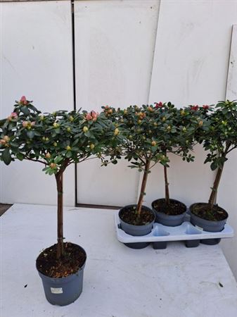 Горшечные цветы и растения оптом Rhododendron (simsii Grp) Overig от 3шт из Голландии с доставкой по России