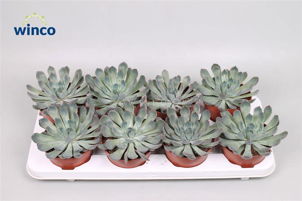 Горшечные цветы и растения оптом Echeveria Pulidonis Grey от 9шт из Голландии с доставкой по России