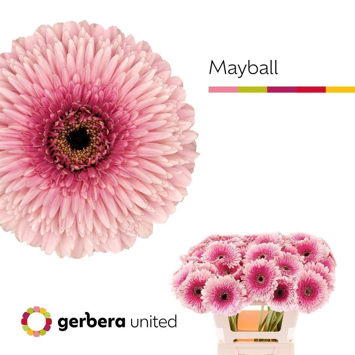 Срезанные цветы оптом Gerbera gerponi mayball A от 50шт из Голландии с доставкой по России