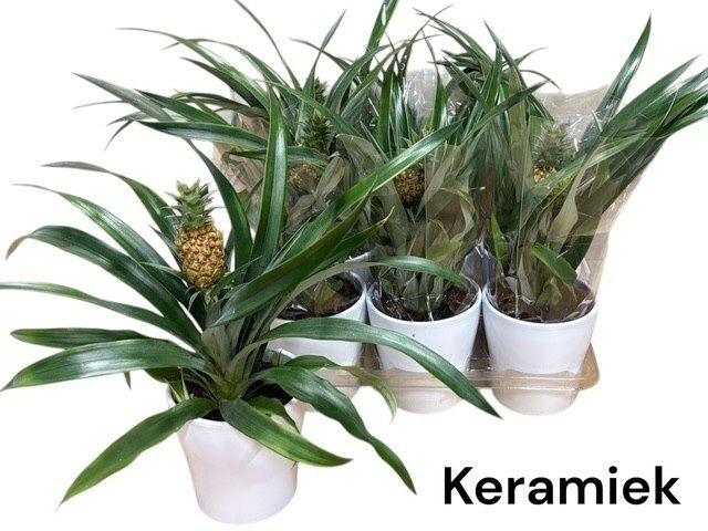 Горшечные цветы и растения оптом Ananas Ov от 6шт из Голландии с доставкой по России