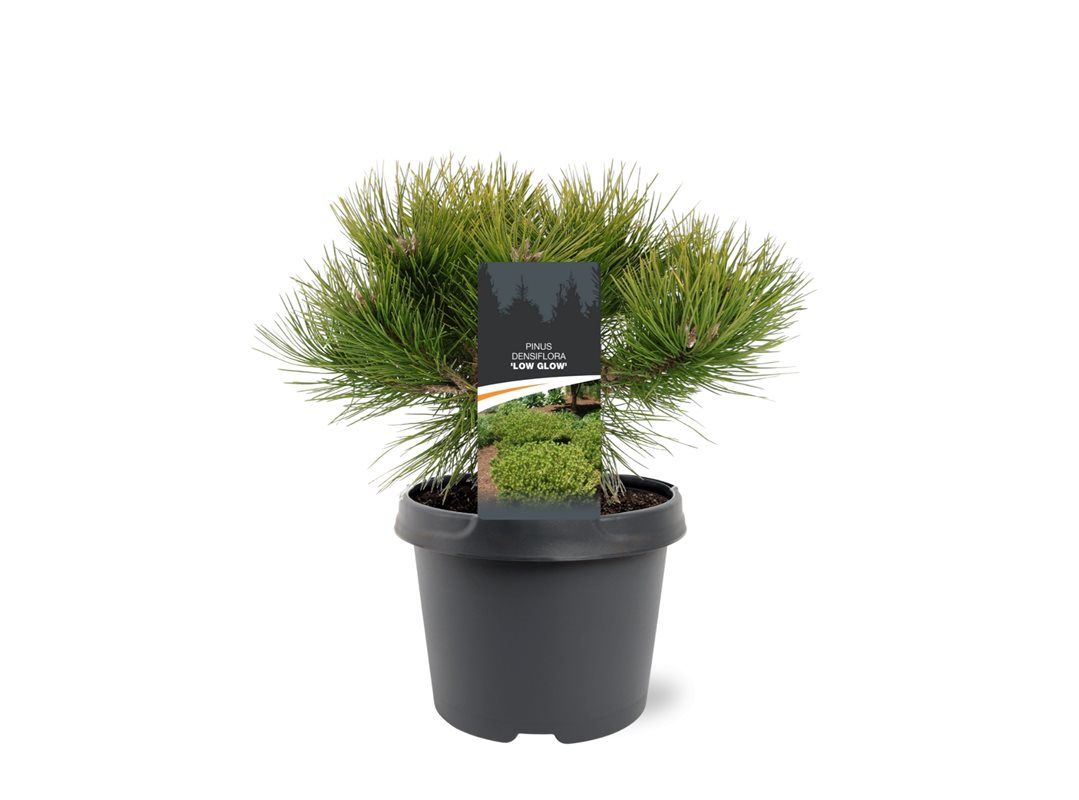 Горшечные цветы и растения оптом Pinus Dens Low Glow от 1шт из Голландии с доставкой по России