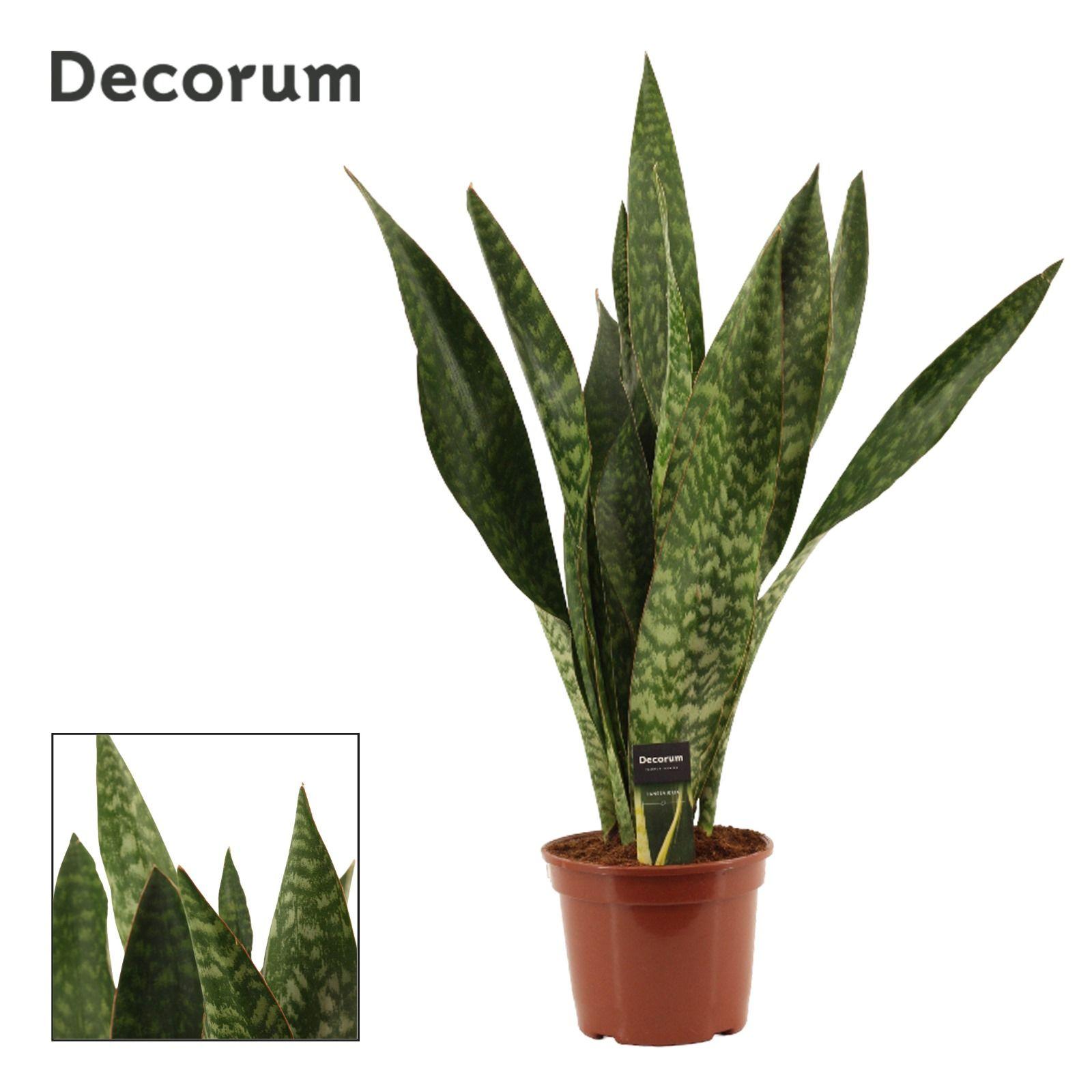 Горшечные цветы и растения оптом Sansevieria Jamaiquina Regular от 3шт из Голландии с доставкой по России