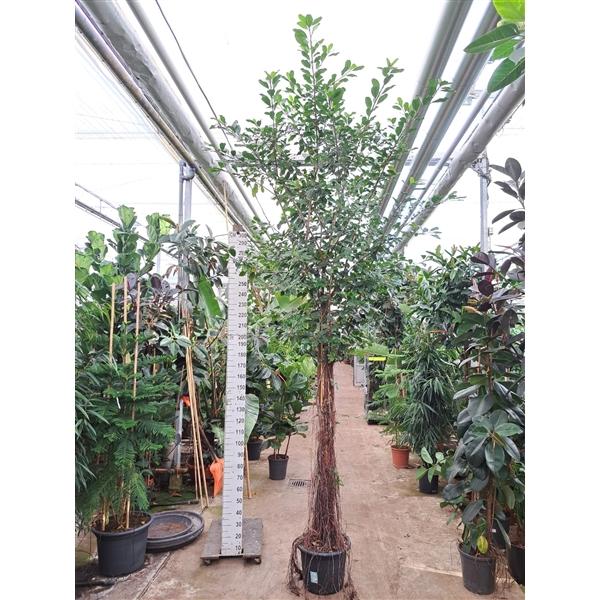 Горшечные цветы и растения оптом Ficus Natalensis Lynn Multistam от 1шт из Голландии с доставкой по России