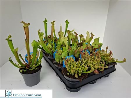 Горшечные цветы и растения оптом Sarracenia Ov от 12шт (для телеги) из Голландии с доставкой по России