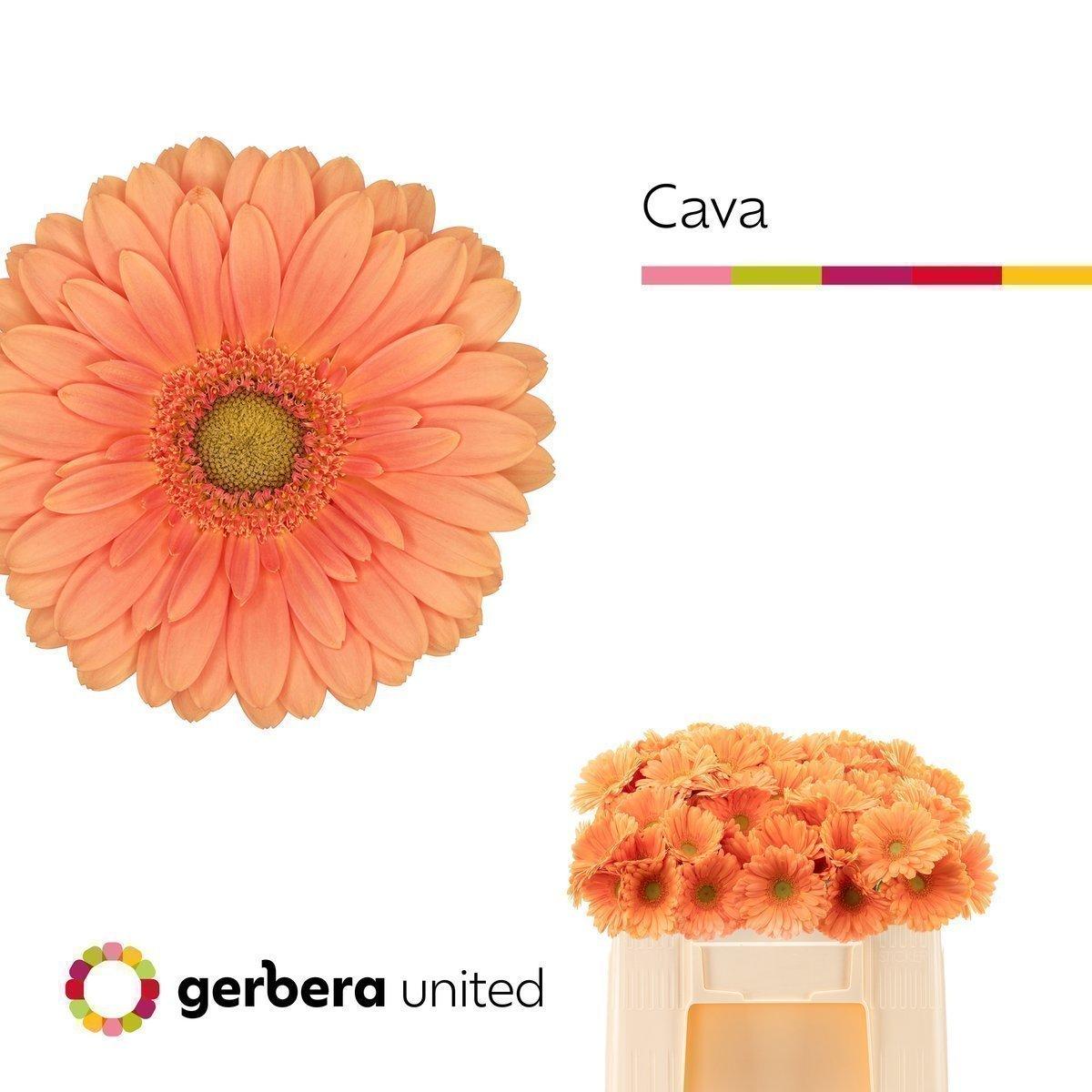 Срезанные цветы оптом Germini cava от 60шт. из Голландии с доставкой по России