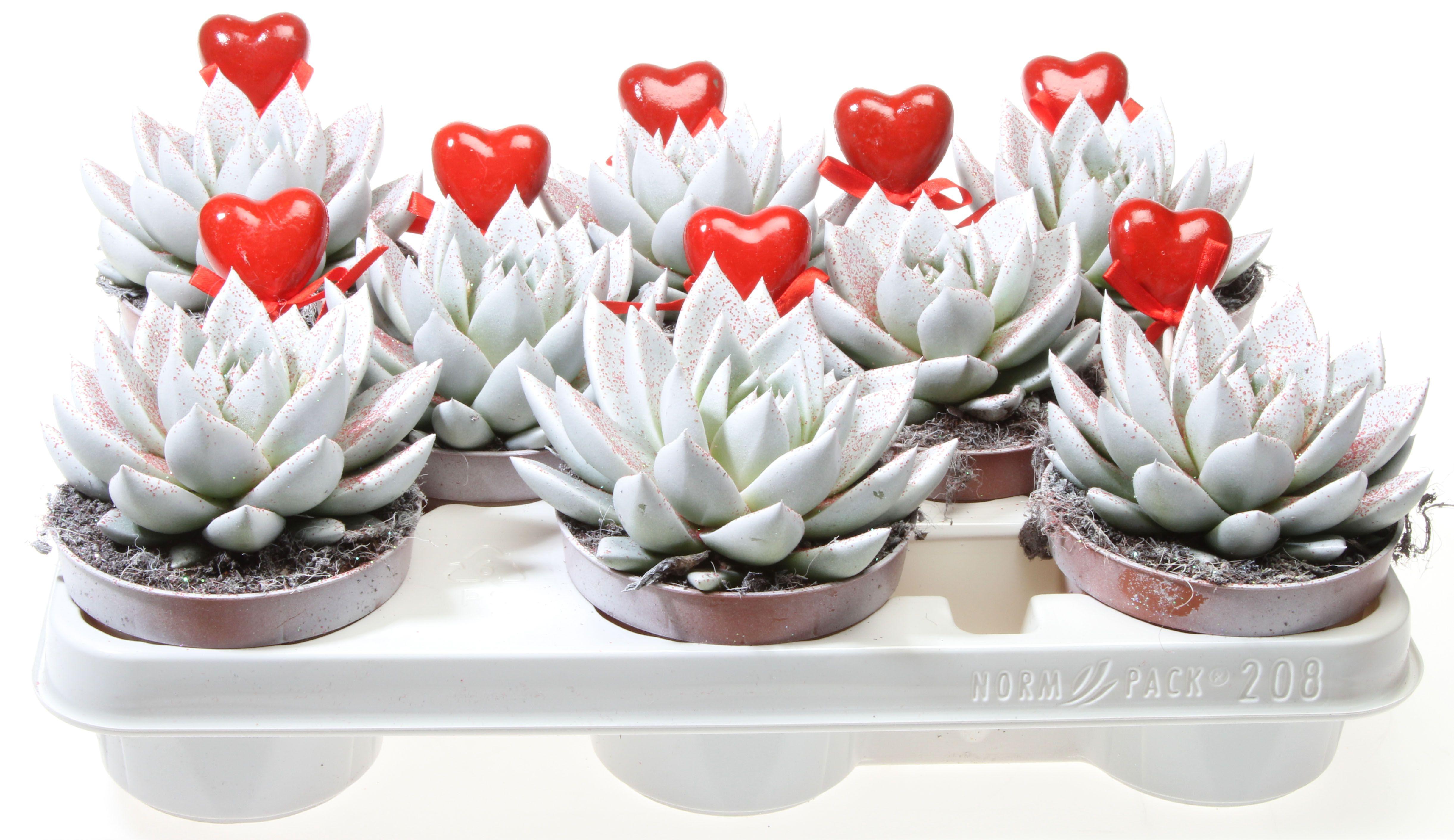 Горшечные цветы и растения оптом Echeveria Miranda White Red Glitter + Heart от 8шт из Голландии с доставкой по России