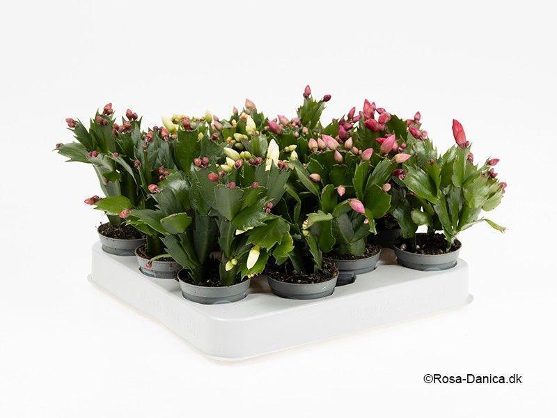 Горшечные цветы и растения оптом Schlumbergera Mix от 12шт (для телеги) из Голландии с доставкой по России