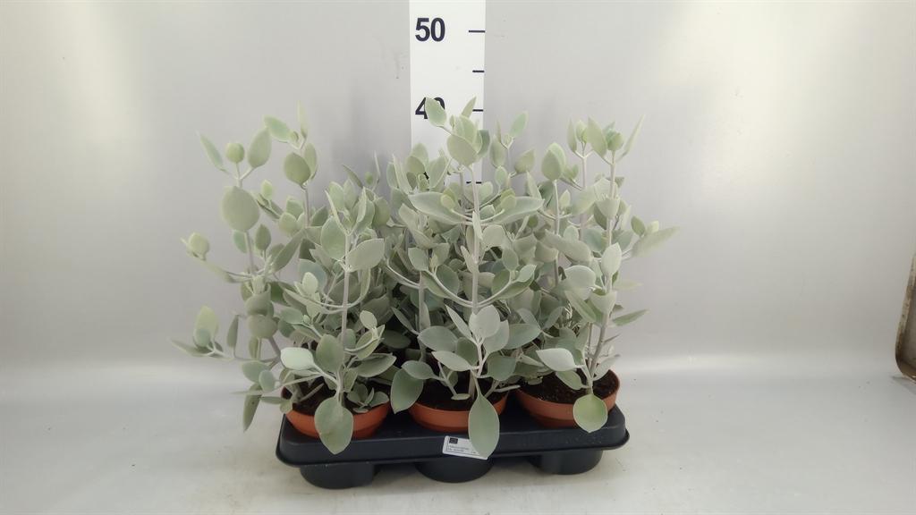 Горшечные цветы и растения оптом Kalanchoe Nf ... от 6шт из Голландии с доставкой по России