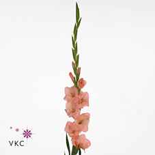 Срезанные цветы оптом Gladiolus la sugar babe от 90шт из Голландии с доставкой по России