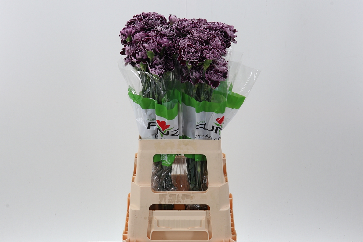 Срезанные цветы оптом Dianthus st minerva от 80шт. из Голландии с доставкой по России