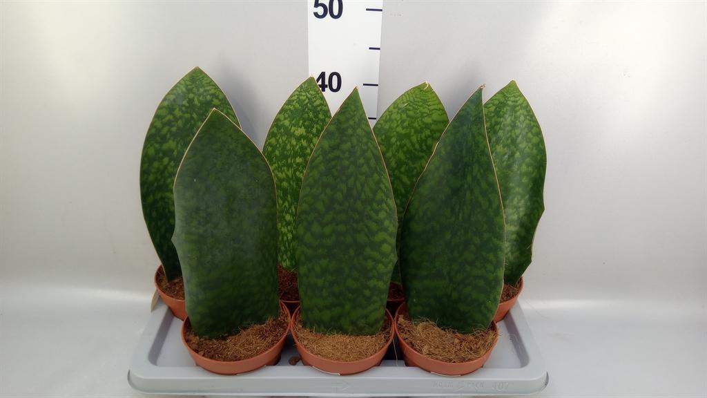 Горшечные цветы и растения оптом Sansevieria Grandis от 7шт из Голландии с доставкой по России