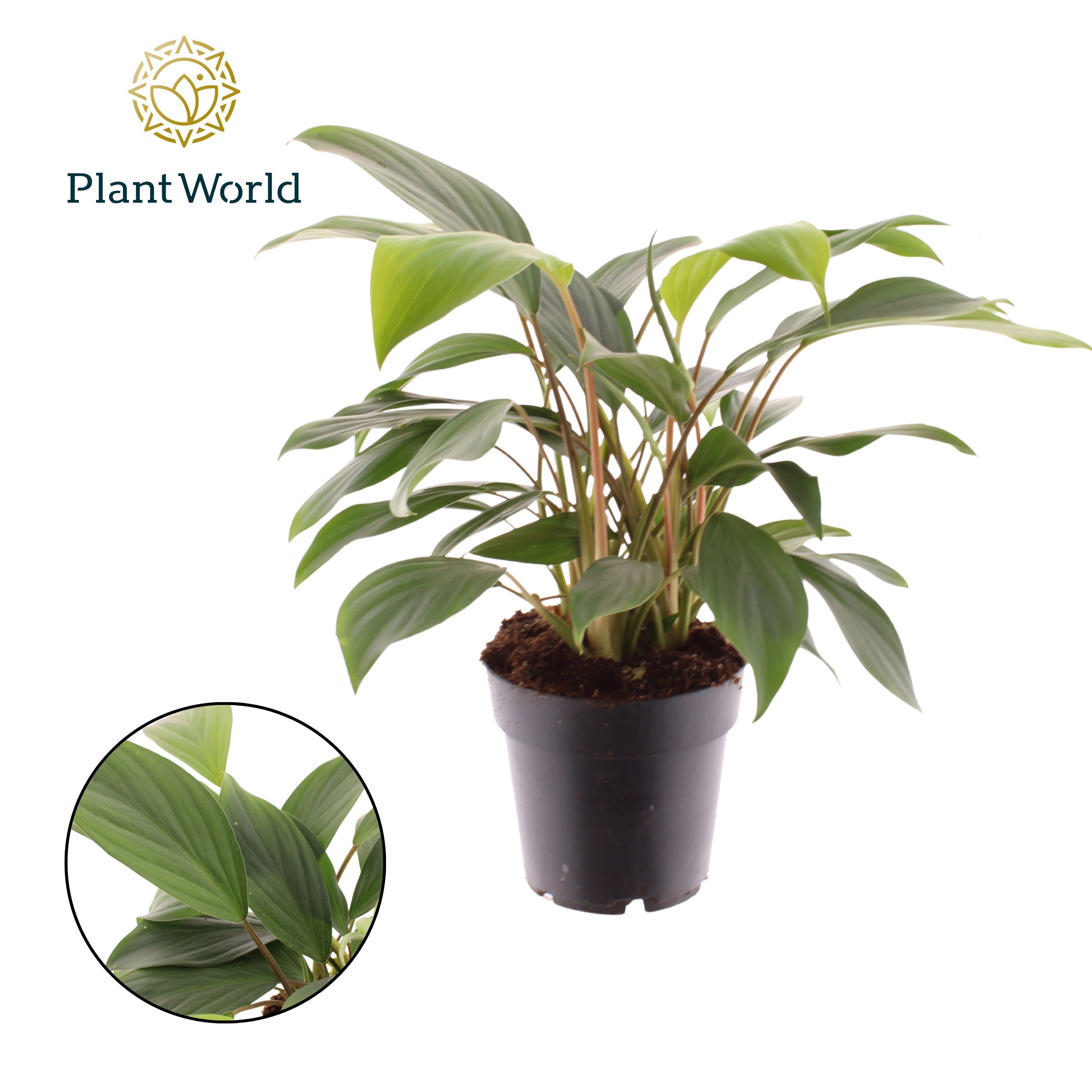 Горшечные цветы и растения оптом Homalomena Tropical Green от 7шт из Голландии с доставкой по России