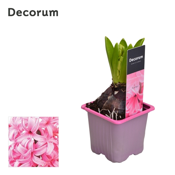 Горшечные цветы и растения оптом Hyacinthus Pink Pearl 1pp Label (decorum) от 24шт из Голландии с доставкой по России