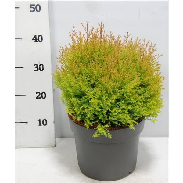 Горшечные цветы и растения оптом Thuja Occ Fire Chief от 1шт из Голландии с доставкой по России