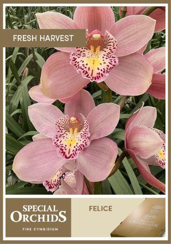 Срезанные цветы оптом Cymbidium pink floripink felice от 8шт из Голландии с доставкой по России