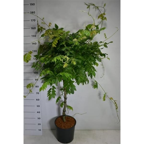 Горшечные цветы и растения оптом Wisteria Brach Yokohama Fuji On Stem от 1шт из Голландии с доставкой по России