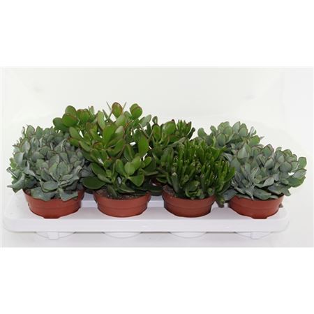 Горшечные цветы и растения оптом Crassula Mix от 8шт из Голландии с доставкой по России