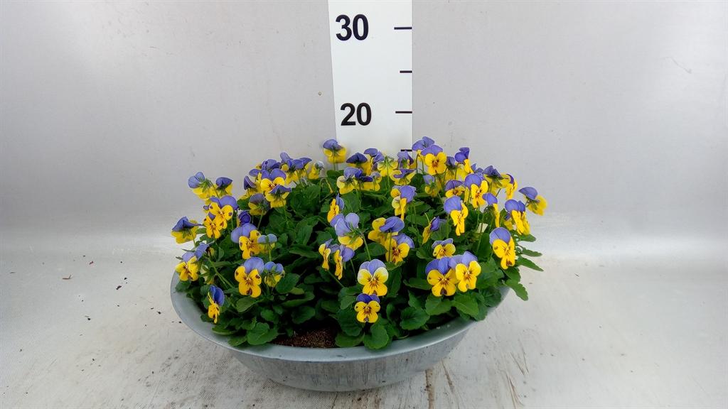 Горшечные цветы и растения оптом Viola Corn. endurio Blueyel Wpurp от 1шт (для телеги) из Голландии с доставкой по России