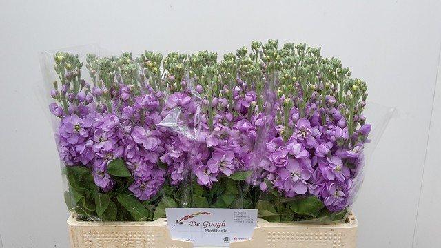 Срезанные цветы оптом Matthiola lavender от 60шт из Голландии с доставкой по России