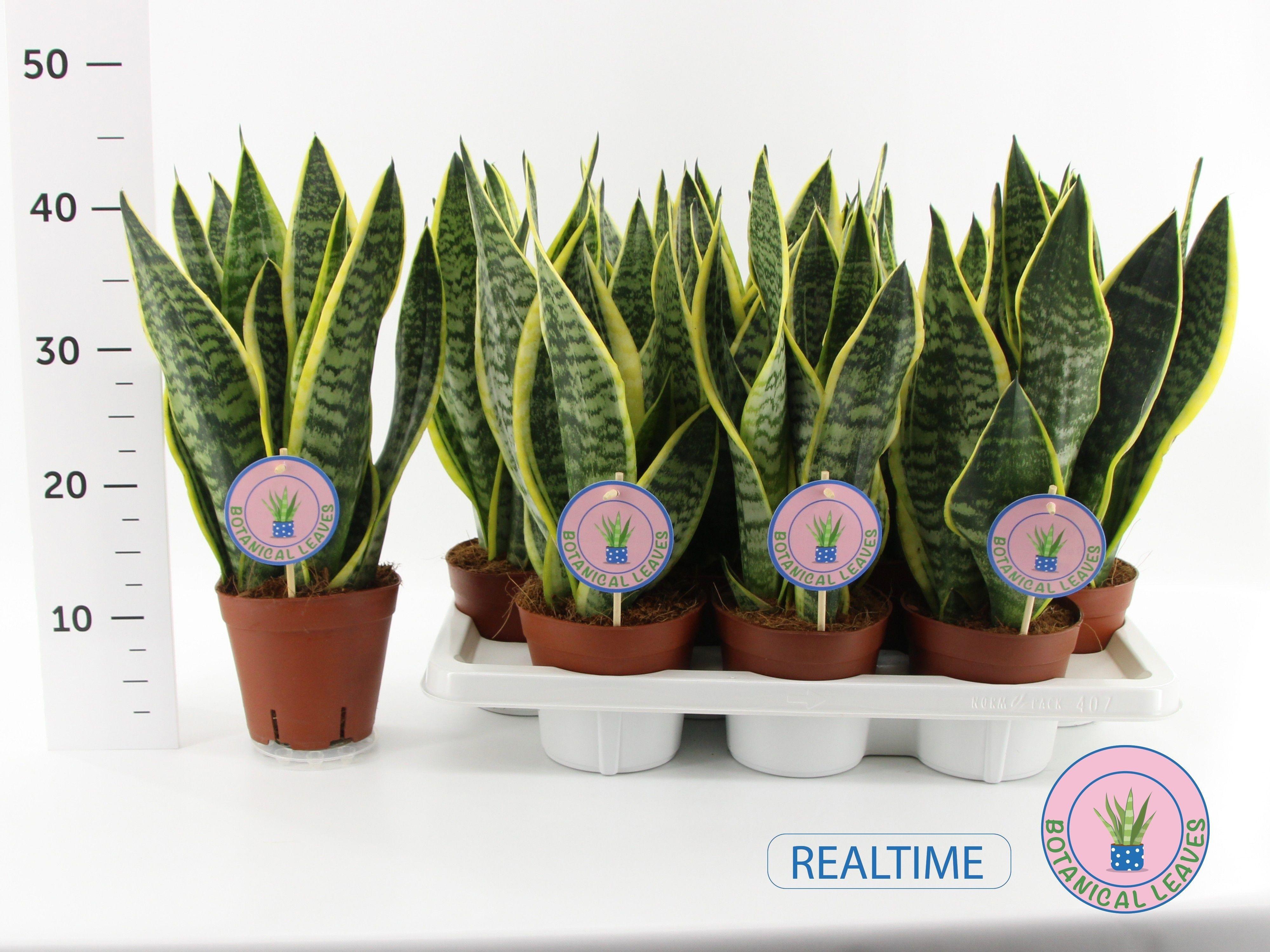 Горшечные цветы и растения оптом Sansev Futura Superb от 7шт из Голландии с доставкой по России