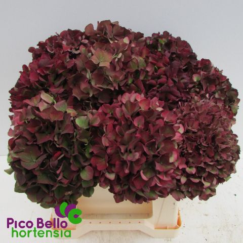 Срезанные цветы оптом Hydrangea mag ruby red classic от 10шт из Голландии с доставкой по России