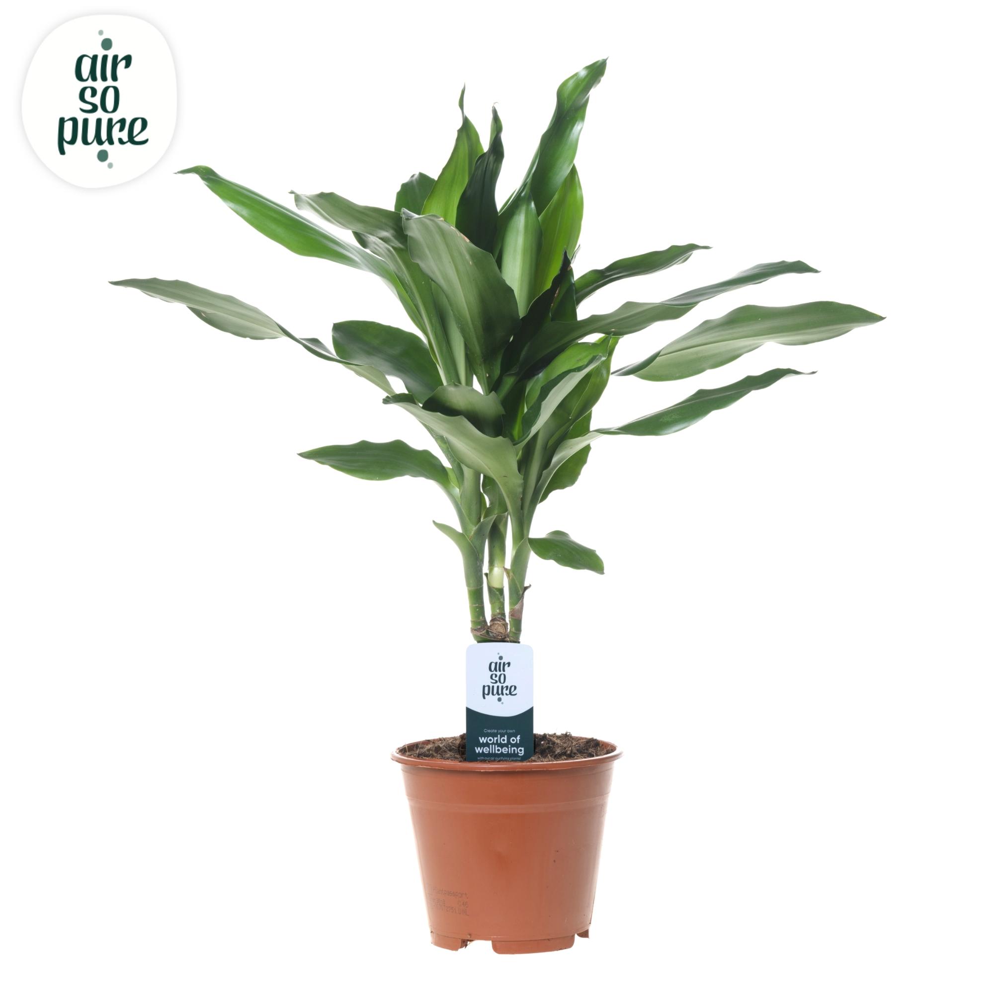 Горшечные цветы и растения оптом Drac Janet Lind 15cm Stem от 8шт из Голландии с доставкой по России