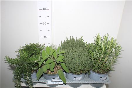 Горшечные цветы и растения оптом Tuinkruiden Gem от 8шт из Голландии с доставкой по России