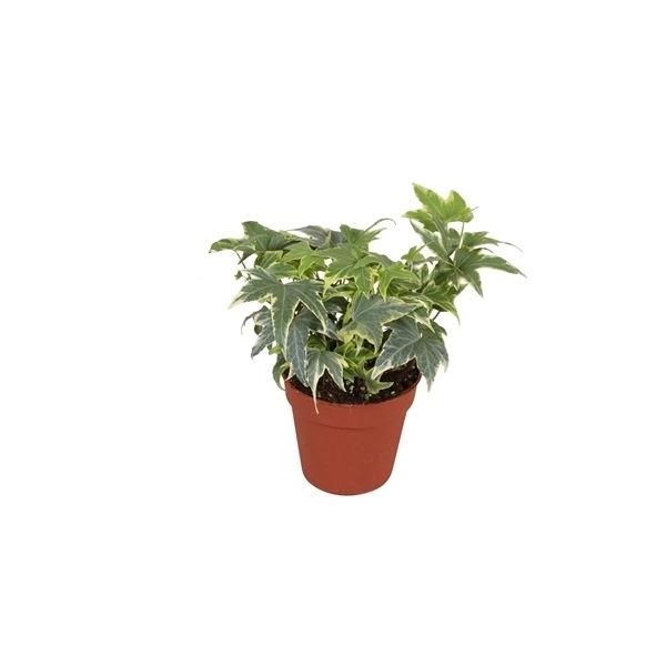 Горшечные цветы и растения оптом Hedera Yellow Ripple от 18шт (для телеги) из Голландии с доставкой по России