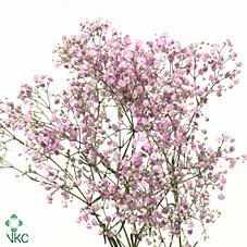 Срезанные цветы оптом Gyps my pink от 50шт из Голландии с доставкой по России