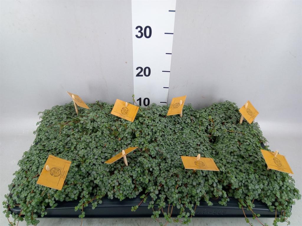 Горшечные цветы и растения оптом Pilea Glaucophylla greyzy от 8шт из Голландии с доставкой по России