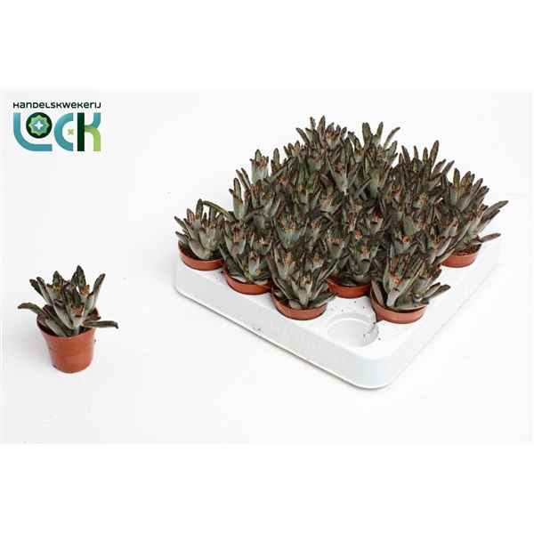 Горшечные цветы и растения оптом Kalanchoe Tomentosa Dark Tanz от 20шт из Голландии с доставкой по России