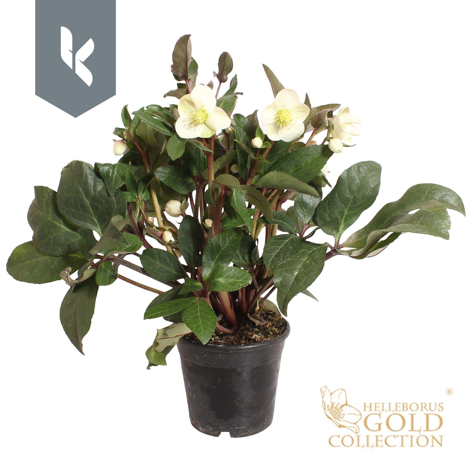Горшечные цветы и растения оптом Helleborus Snow Dance от 6шт из Голландии с доставкой по России