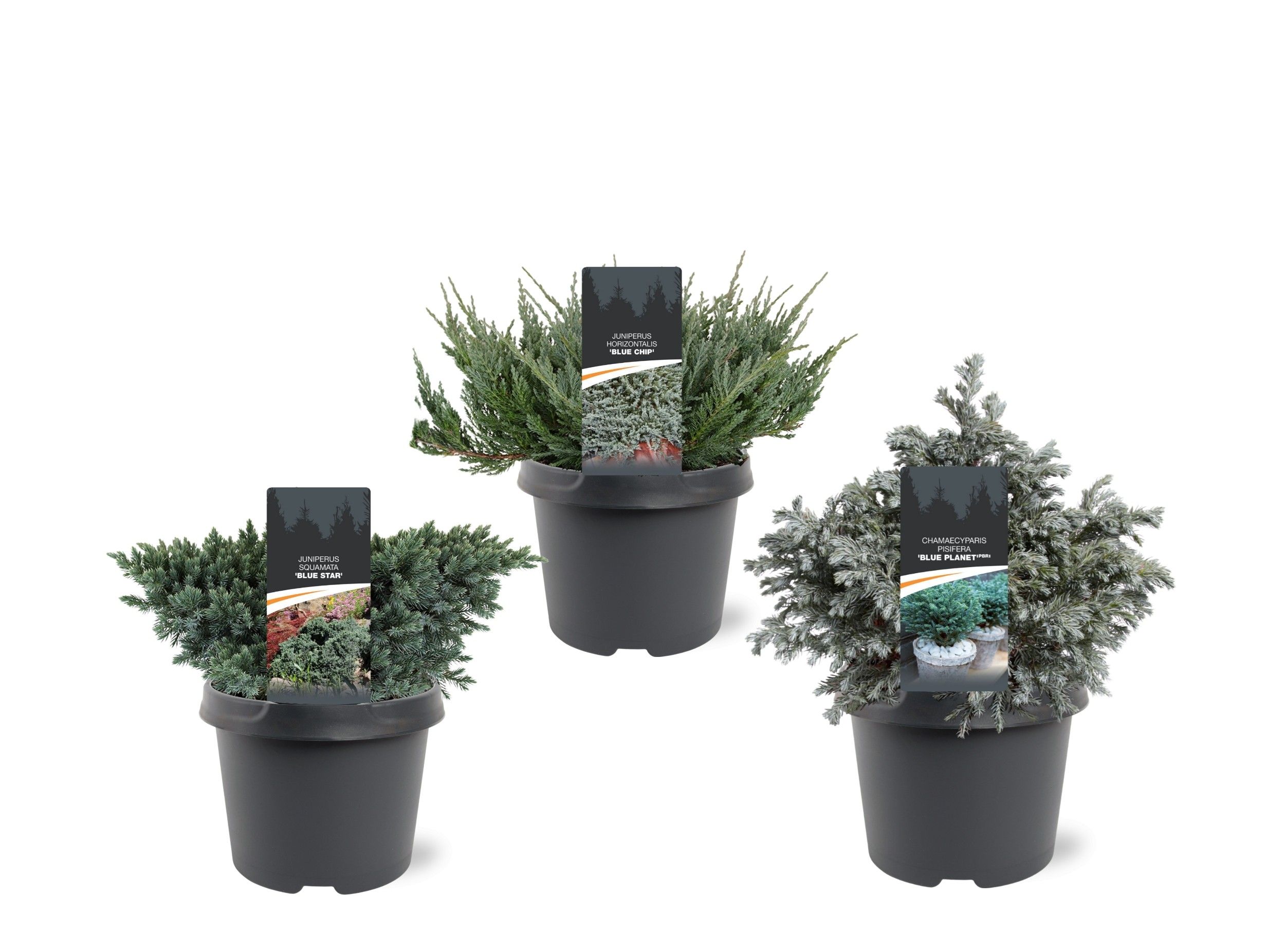 Горшечные цветы и растения оптом Coniferen Blue Mix от 1шт из Голландии с доставкой по России