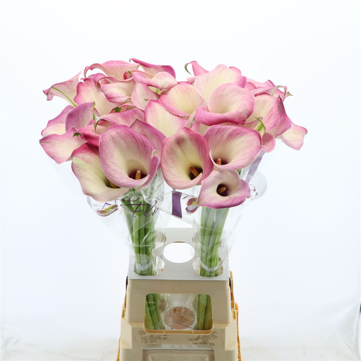 Срезанные цветы оптом Zantedeschia denver от 40шт из Голландии с доставкой по России