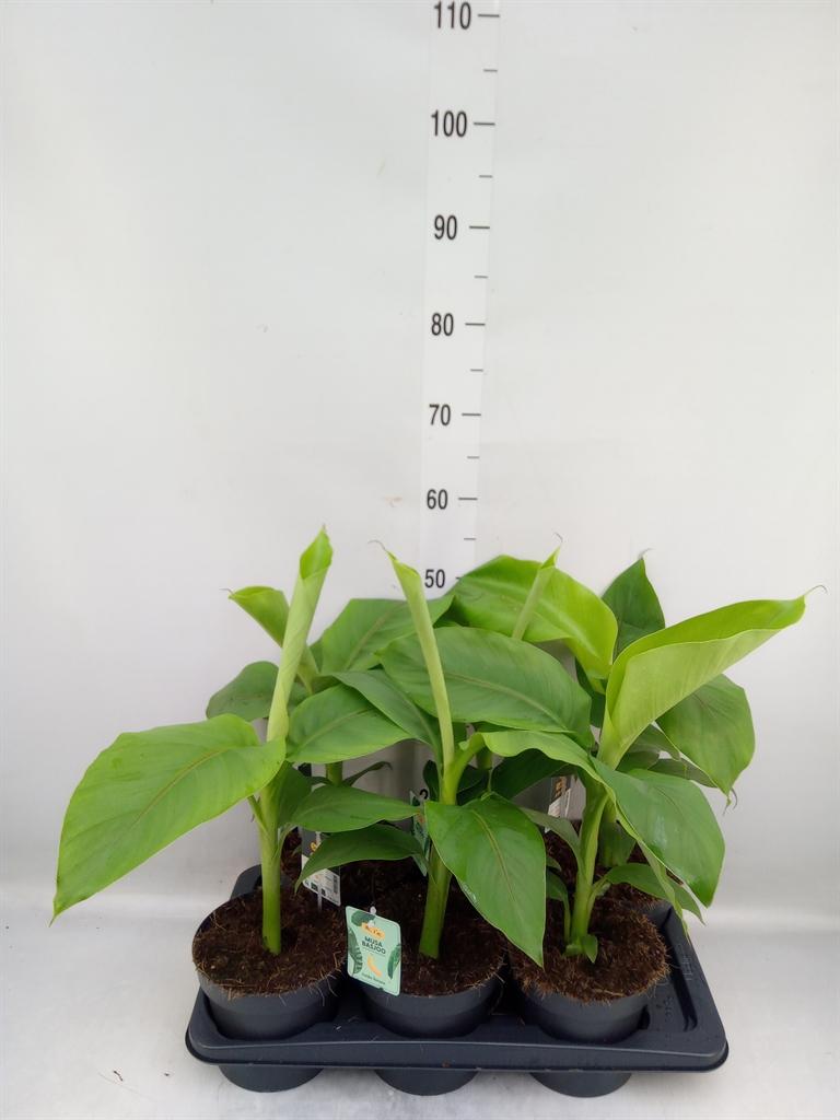 Горшечные цветы и растения оптом Musa Basjoo от 6шт из Голландии с доставкой по России