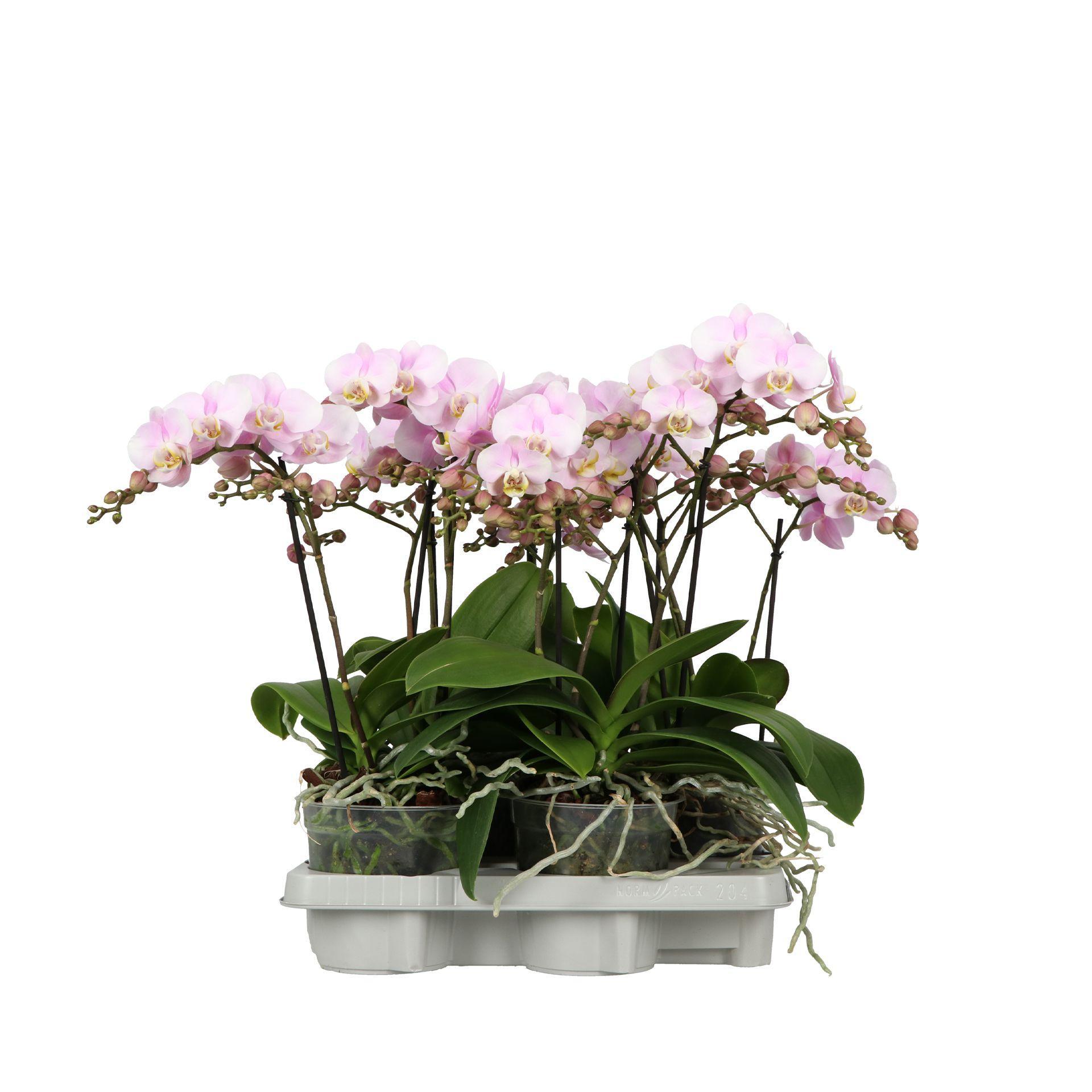 Горшечные цветы и растения оптом Phalaenopsis Mf. Pink от 6шт из Голландии с доставкой по России