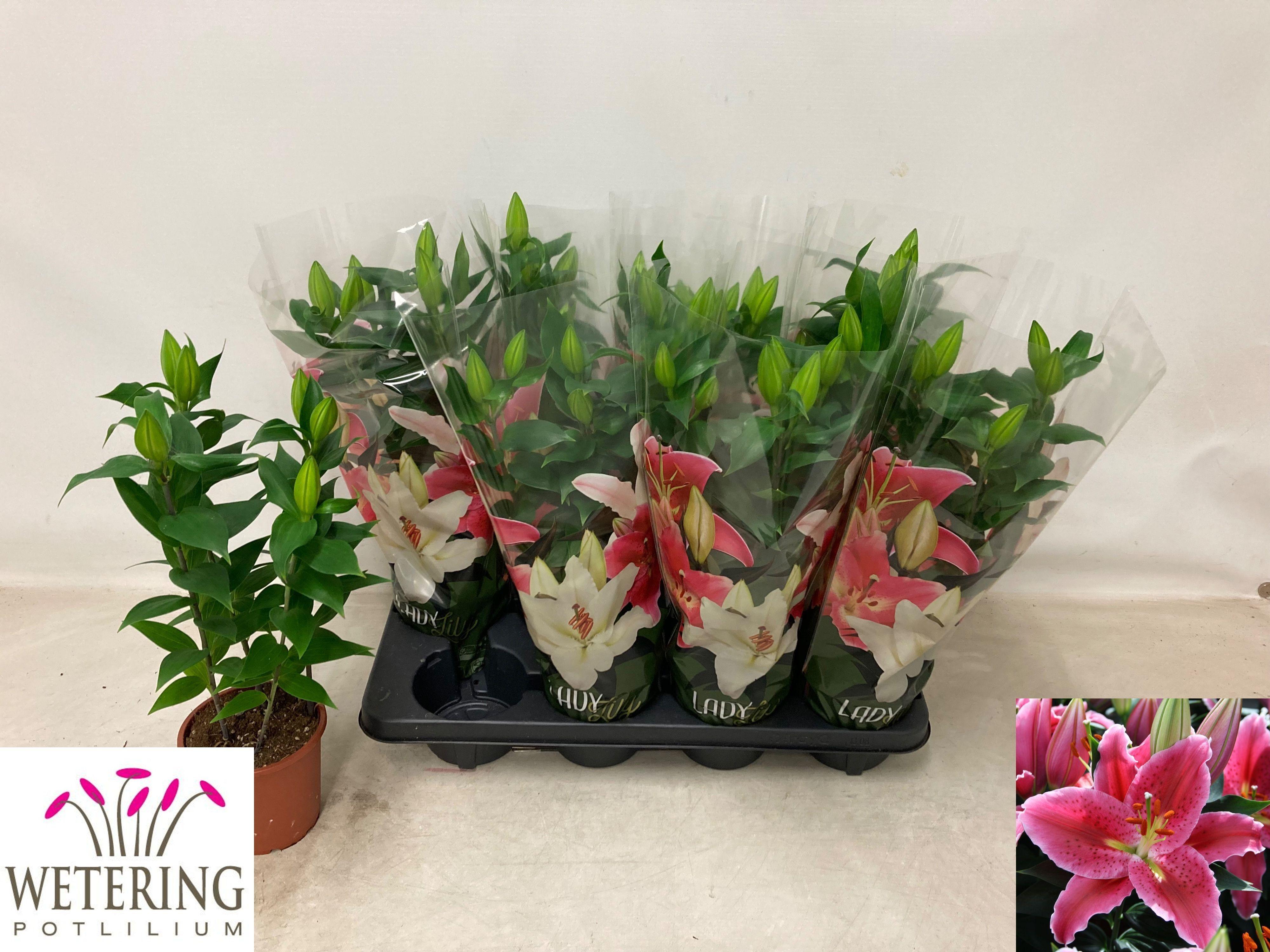 Горшечные цветы и растения оптом Lil Or Sun Martiniqu от 8шт из Голландии с доставкой по России