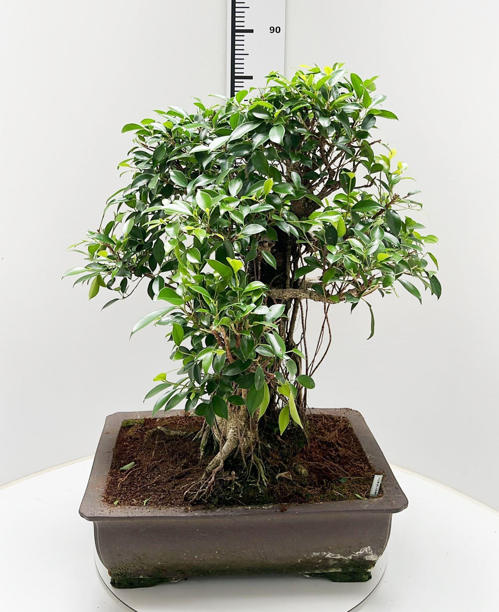 Горшечные цветы и растения оптом Ficus Retusa, Height 95cm. от 1шт из Голландии с доставкой по России