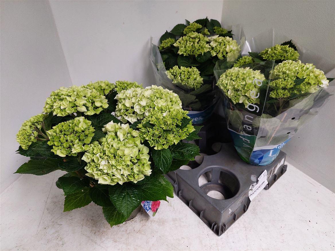 Горшечные цветы и растения оптом Hydrangea Ma White 7+ от 6шт из Голландии с доставкой по России