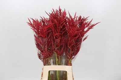 Срезанные цветы оптом Bromelia flower red paloma от 40шт из Голландии с доставкой по России
