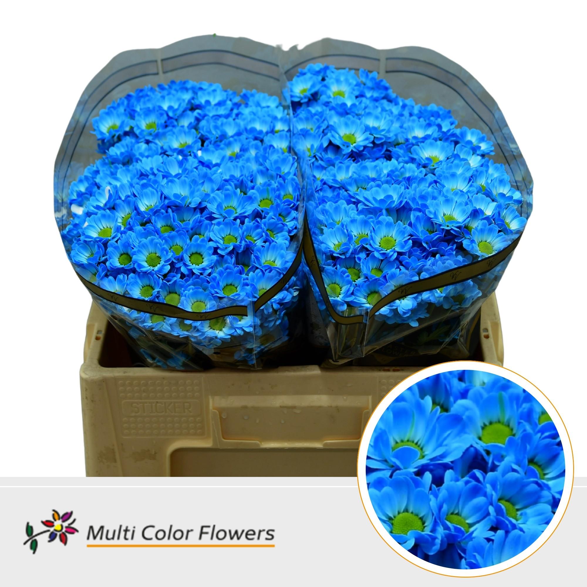 Срезанные цветы оптом Chrys sa paint bowie blue light от 50шт из Голландии с доставкой по России