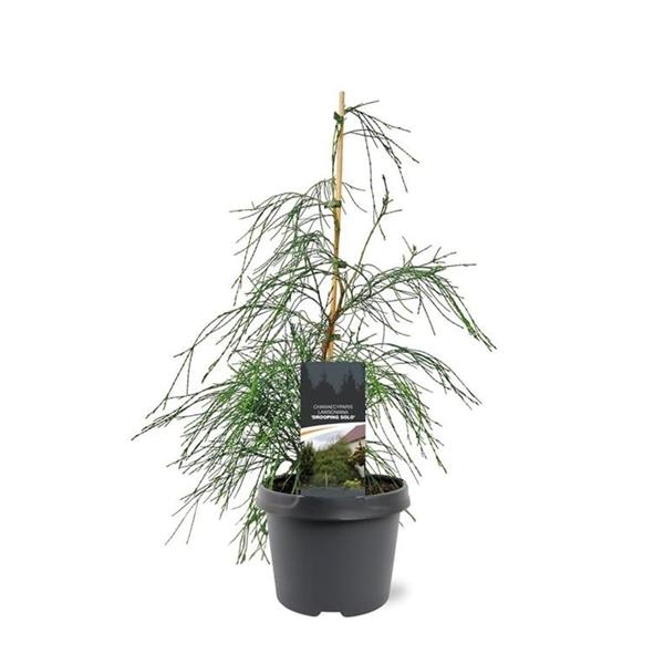 Горшечные цветы и растения оптом Chamaecyparis Laws Drooping Solo от 1шт из Голландии с доставкой по России