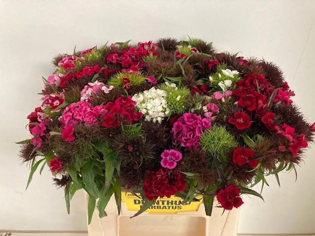 Срезанные цветы оптом Dianthus br mix (p-bunch) от 10шт из Голландии с доставкой по России