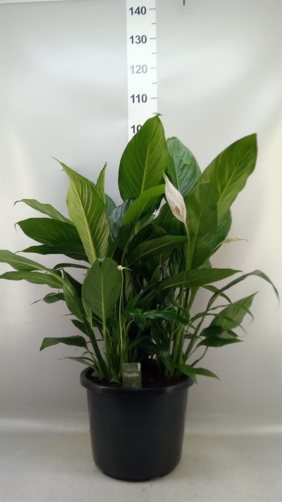 Горшечные цветы и растения оптом Spathiphyllum bingo Cupido от 1шт из Голландии с доставкой по России