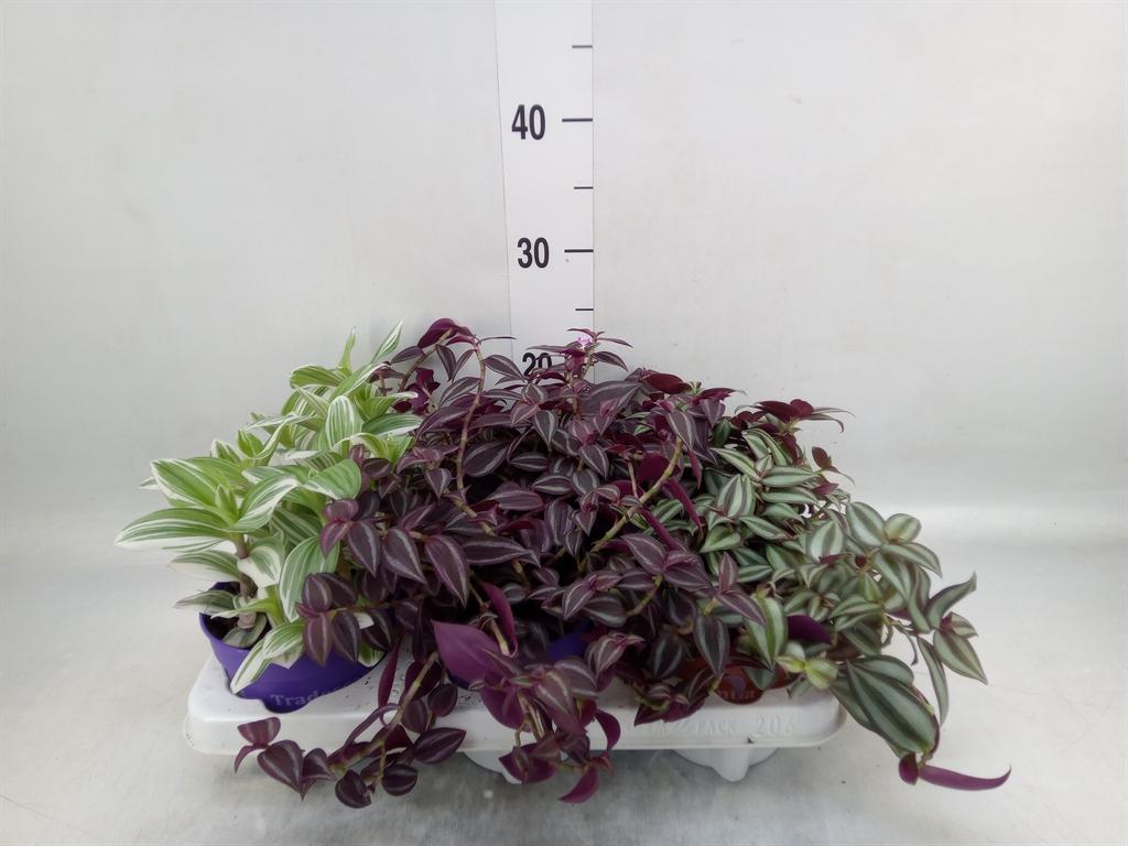 Горшечные цветы и растения оптом Tradescantia   ...mix от 6шт из Голландии с доставкой по России