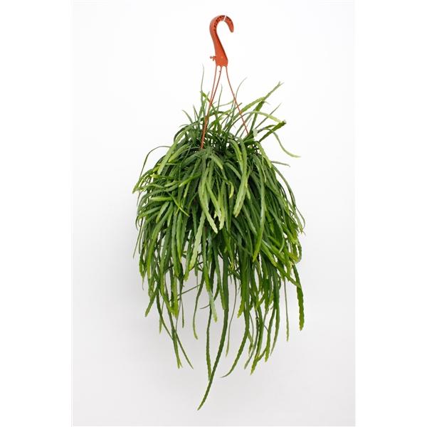 Горшечные цветы и растения оптом Lepismium Bolivianum Hangpot от 7шт из Голландии с доставкой по России